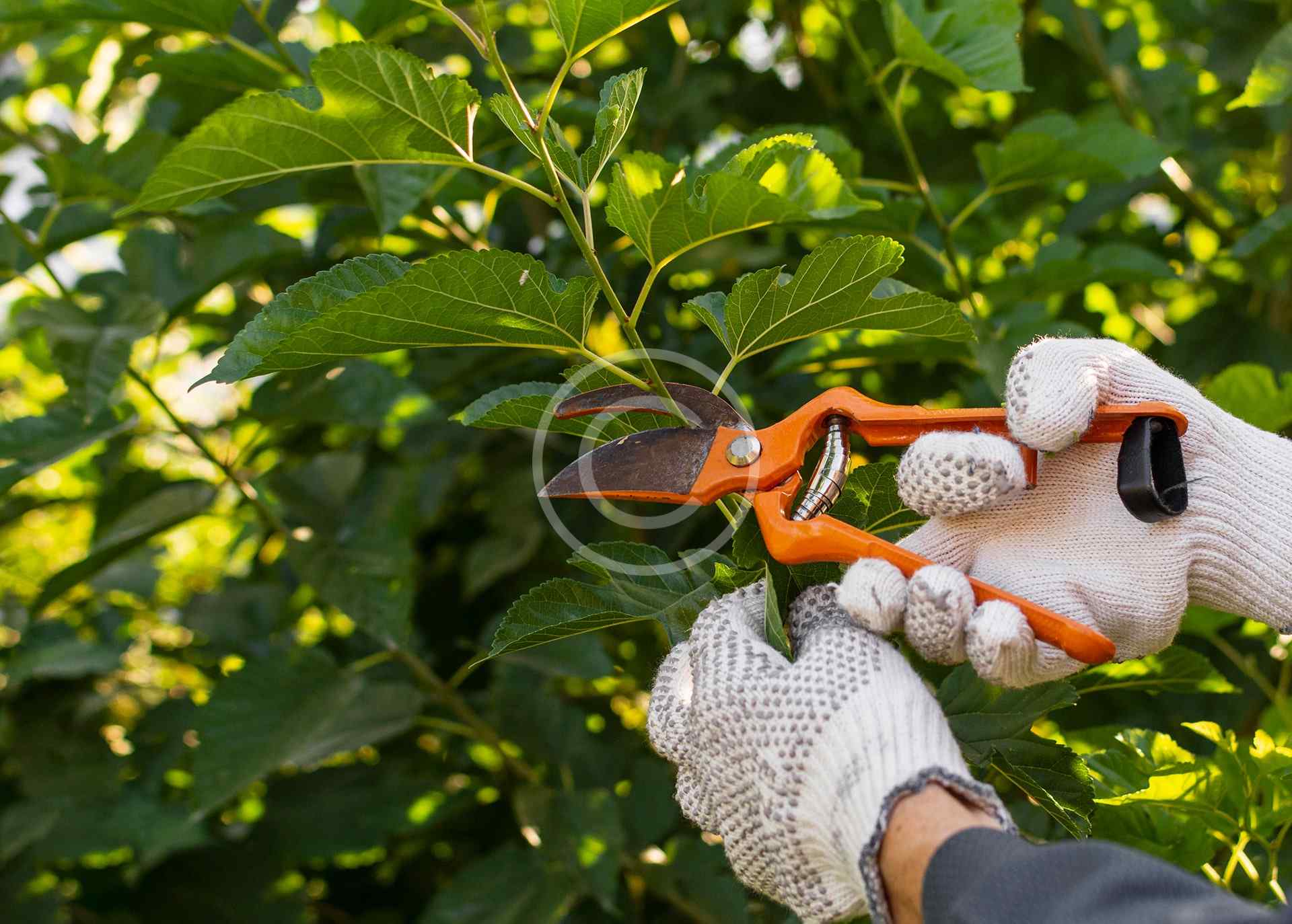 Plants grooming